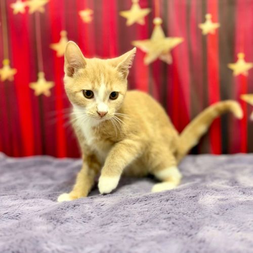 Callum - Located in Blackburn North