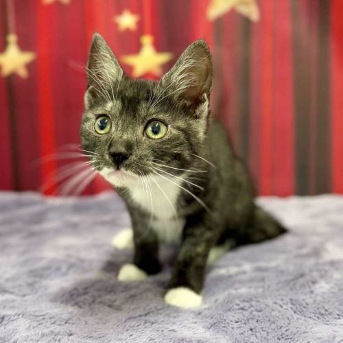 Feyre - Located in Kew