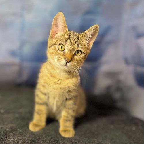 Anarchy - Located in Preston