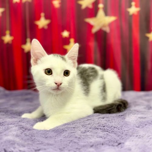 Bruce - Located in Blackburn North