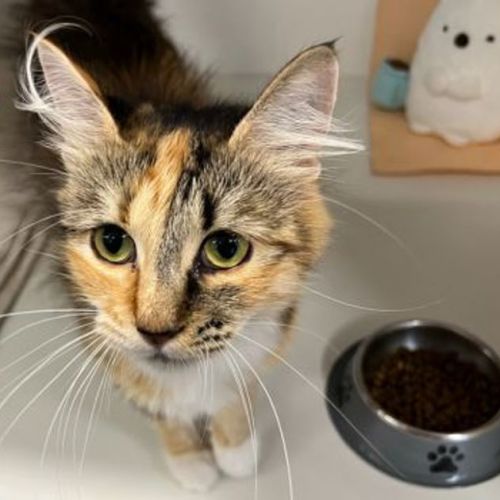 Tic Tac Torbie