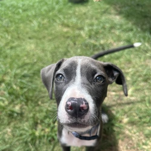 Hazel