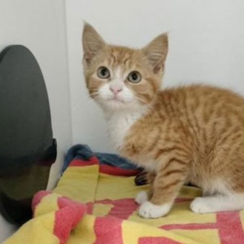 Simba