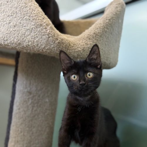 Crystal - Petstock Invermay