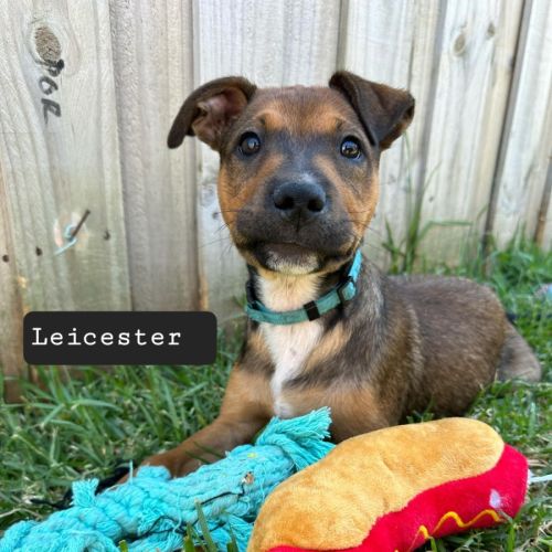 Leicester