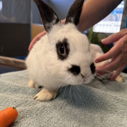 Snowball