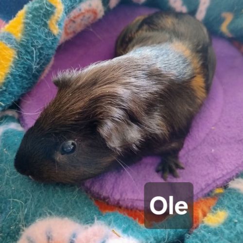 Ole