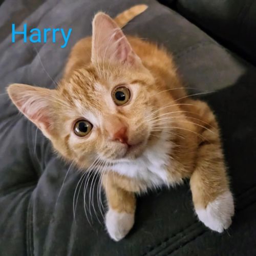 Harry meet me@petstock carrum downs store