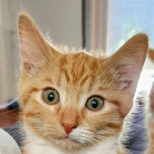 Dudley meet me @carrum downs storw