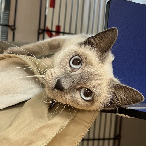 Freya