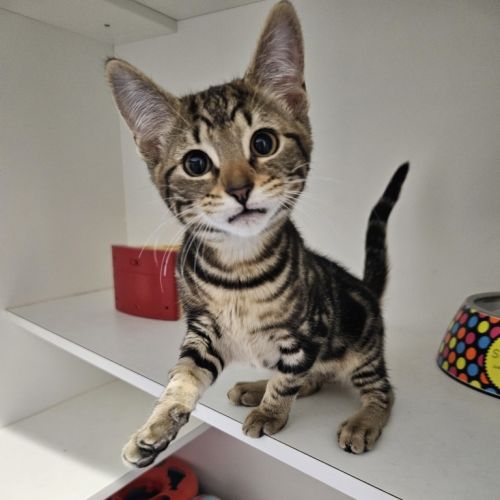Meowie
