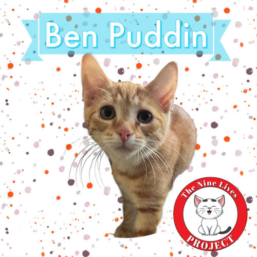 Benjamin Puddin *9 Lives Project Rescue*