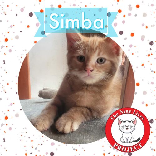 Simba *9 Lives Project Rescue*