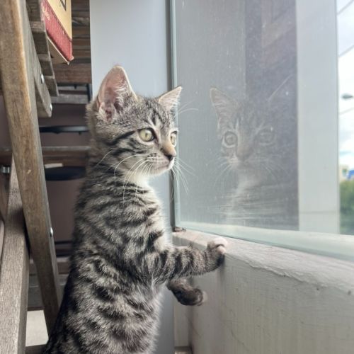 Loki