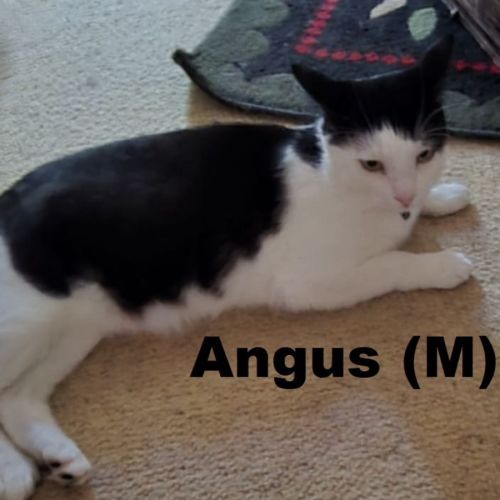 Angus