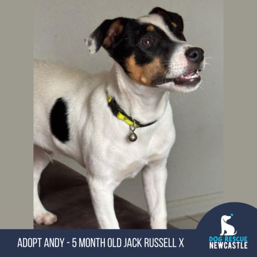 Andy - 5 Month Old Jack Russell X Fox Terrier (Tri