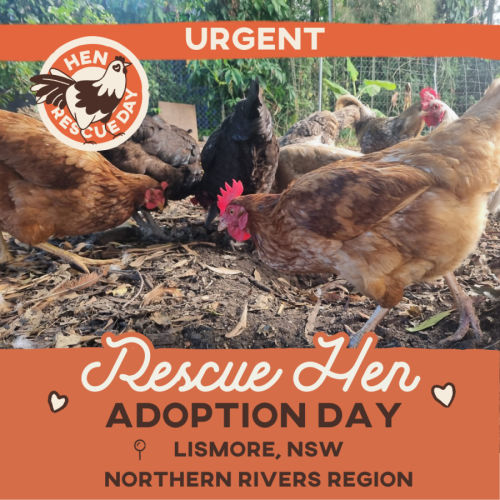 Rescue Hens- retired from an egg farm