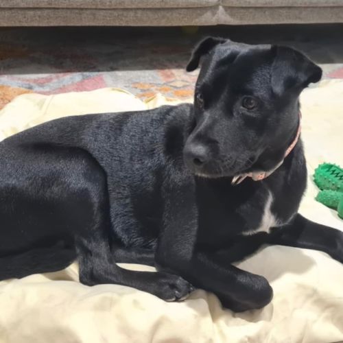 Pippa