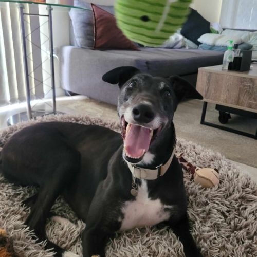 Flash, the greyhound