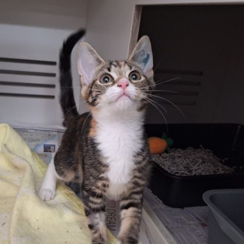 Brontosaurus & Tyrannosaurus- PETstock Birkenhead 