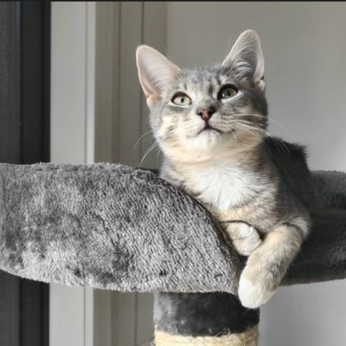 Nellie