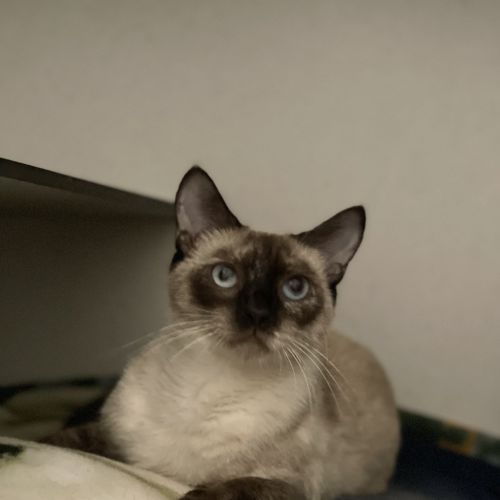 Iris