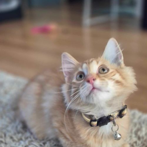 Ging