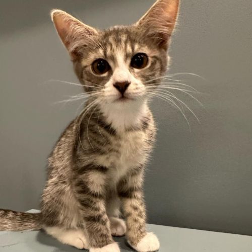 Mort meet me @petstock Mornington Nepean hwy 