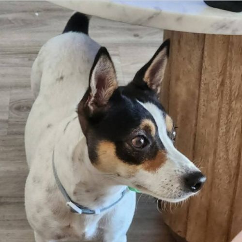 Pepper