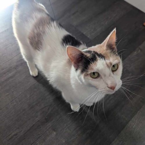 No photo for Tinkerbell (Assisted Rehome)