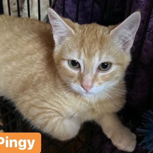 Pingy