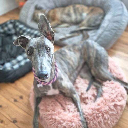 Jazzy, the 1 year  greyhound