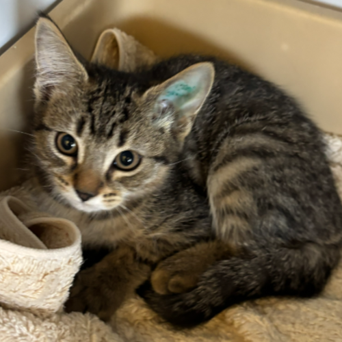 Frankie Foster (gertie)