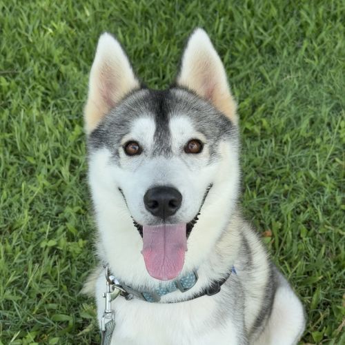 Fenrir