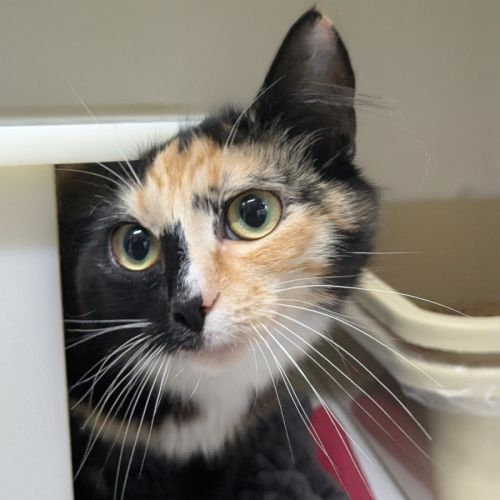 🧚‍♀️ Pixie 5855 🧚‍♀️