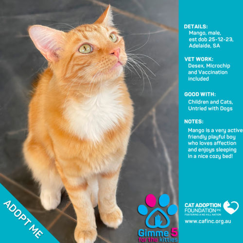 Mango Only $50 Limited Time!