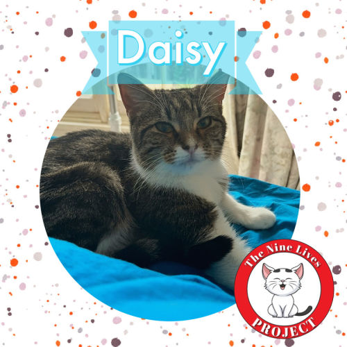 Daisy *9 Lives Project Rescue*