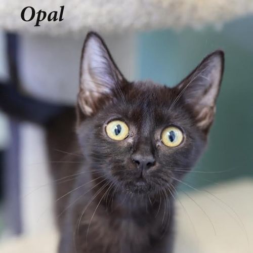 Opal