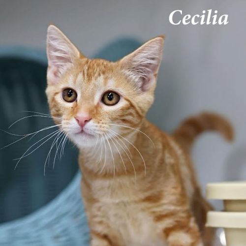 Cecilia