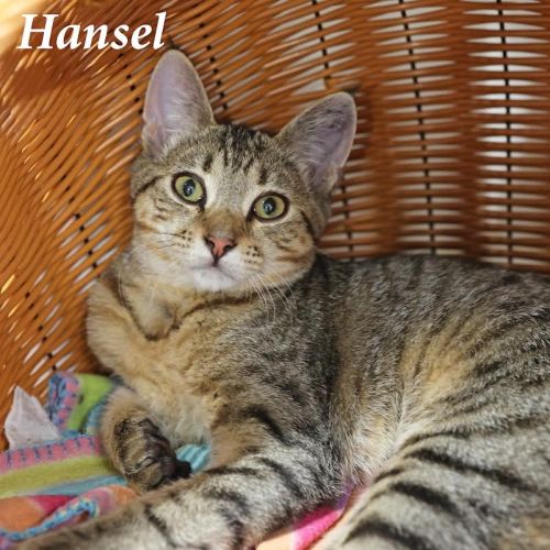 Hansel