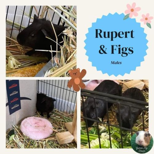 Rupert & Figs