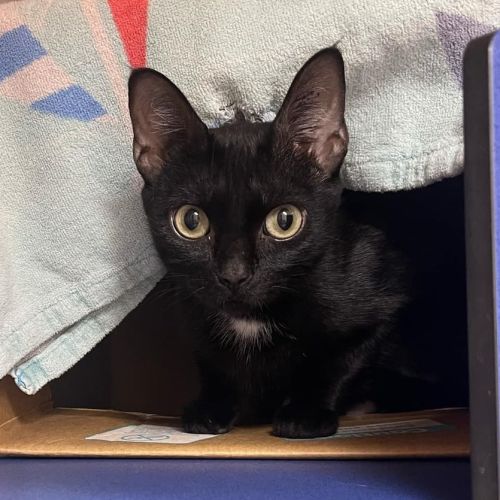 Ebony