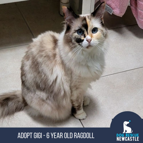 Gigi - 6 Year Old Ragdoll