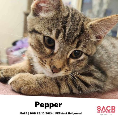 Pepper