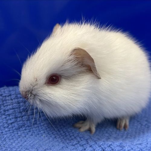 Pico