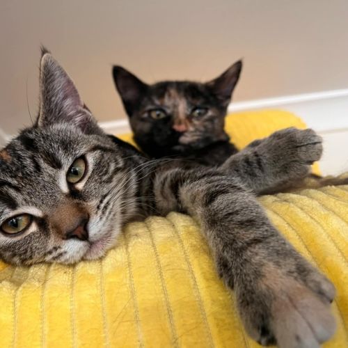 Starfire - In foster care in Brunswick