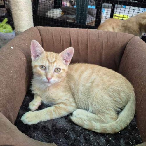 Focaccia ** 2nd Chance Cat Rescue**