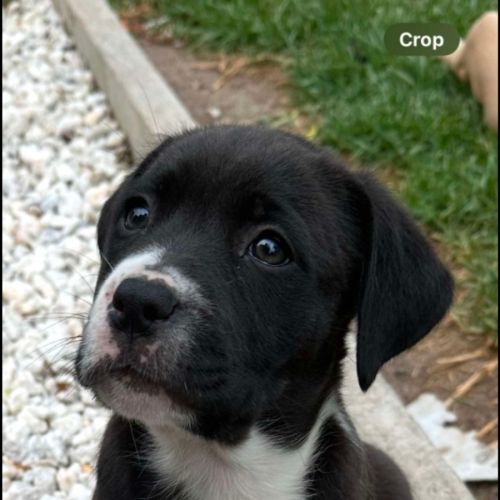 No photo for Cuddles 