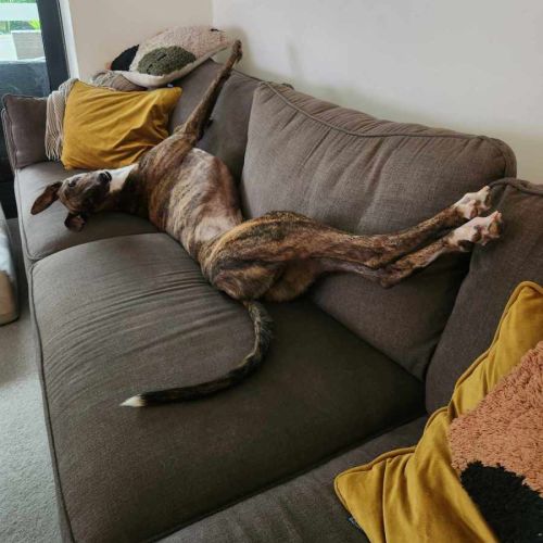 Tiger, the adorable greyhound