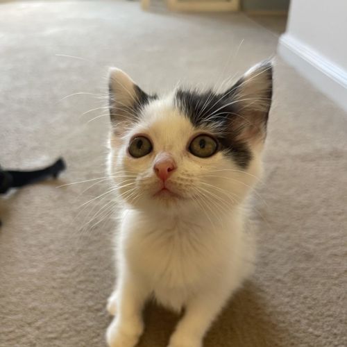 Millie